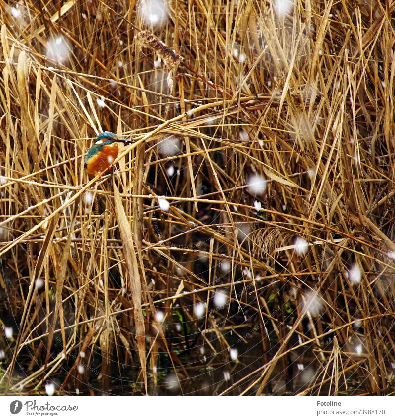 Jetzt wirds schwer denkt sich der kleine Eisvogel im Schneegestöber, der auf einem Schilfhalm sitzt und Ausschau nach Beute hält Eisvögel Vogel Tier