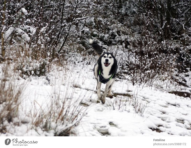 Die Husky-Dame Alice genießt ihren freien Auslauf im Schnee Hund Tier Winter kalt weiß Außenaufnahme Natur Haustier Frost Eis Landschaft Farbfoto Tag