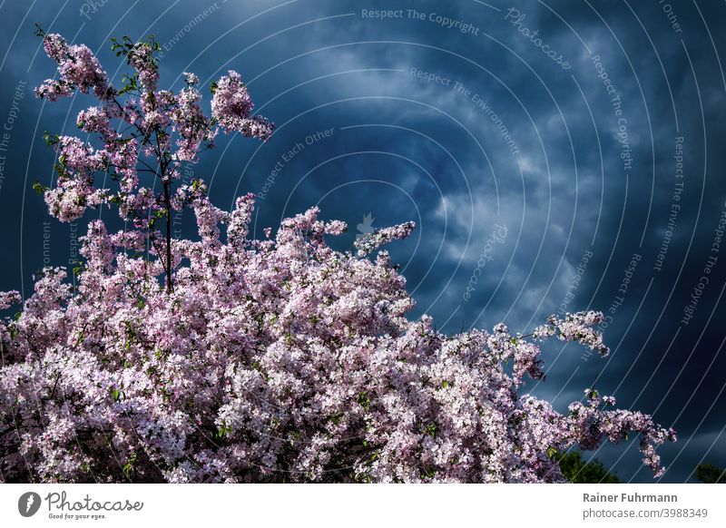 Ein Obstbaum steht in voller Blüte. Im Hintergrund sind starke Gewitterwolken zu sehen. Obstbaumblüte Baumblüte Wetter Wetterbericht Risiko Landwirtschaft Natur