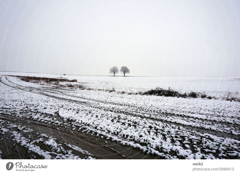 Kalte Scholle weiß karg Schönes Wetter Winterstimmung Schneelandschaft Umwelt Natur Ferne Baum kalt Landschaft Horizont Bäume Acker Weite Menschenleer kühl