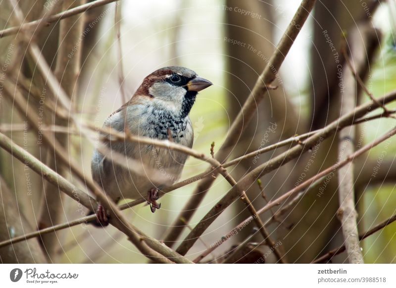 Spatz ast baum erholung ferien garten kleingarten kleingartenkolonie menschenleer natur pflanze ruhe schrebergarten spatz sperling strauch textfreiraum