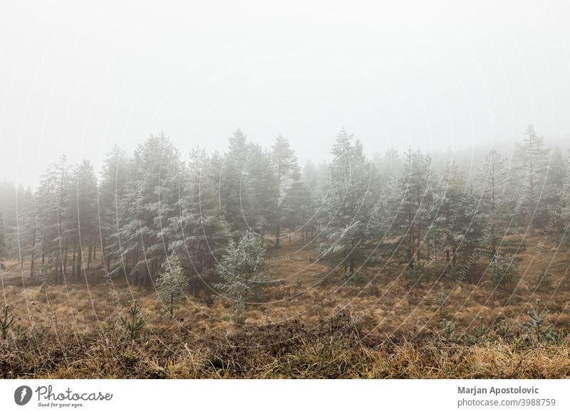 Kiefernwald in den Bergen an einem frostigen Wintermorgen kalt Morgendämmerung Immergrün Tanne Nebel neblig Wald frieren Frost Raureif eisig idyllisch