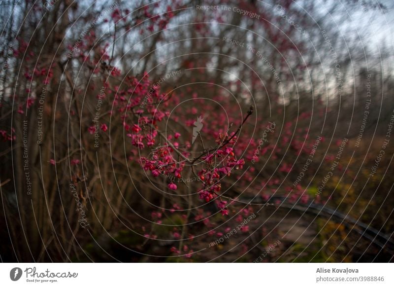 Busch mit rosa Blüten im Herbst rosa Blumen Buchse Herbstfarben Landschaft rot und rosa Lichtkreise geblümt Natur Blütezeit