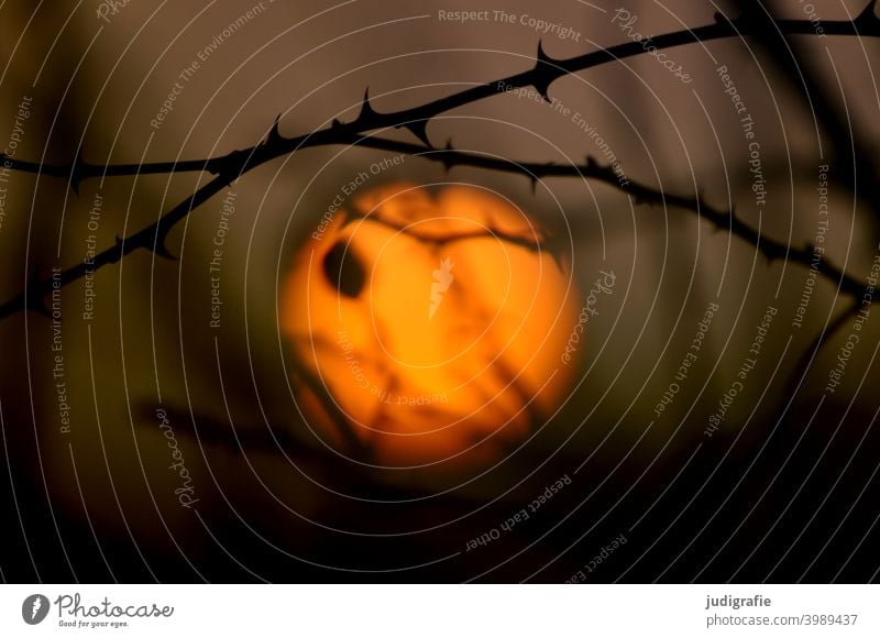 Sonnenuntergang hinter Hagebuttenstrauch rund orange Natur Zweige u. Äste Tagesende Winter Pflanze Sträucher