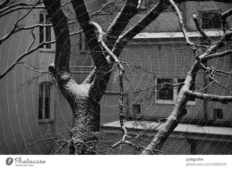 Winter auf dem Hinterhof Schnee Bäume Garten Fahrräder wohnen Stadt wohnhaus mietshaus Fassade Fenster Klinkerfassade Dach