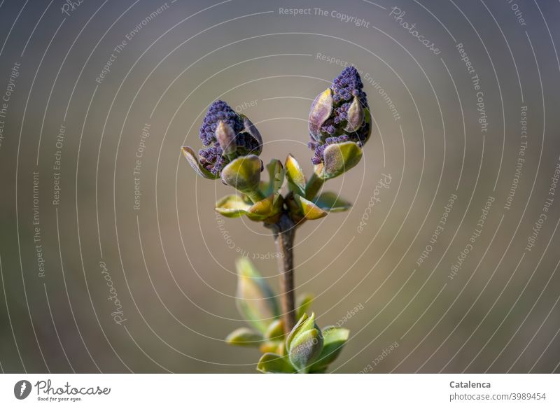 Fliederknospen im Frühling Natur Flora Pflanze Knospe Blüte frühling Tag Tageslicht Vorfreude wachsen gedeihen Garten aufblühen Grün Lila