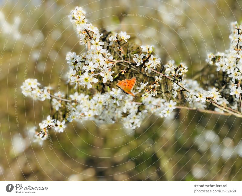 Schmetterling im Blütenmeer Natur Frühling sommer Nahaufnahme Tier Farbfoto fliegen Flügel Pflanze