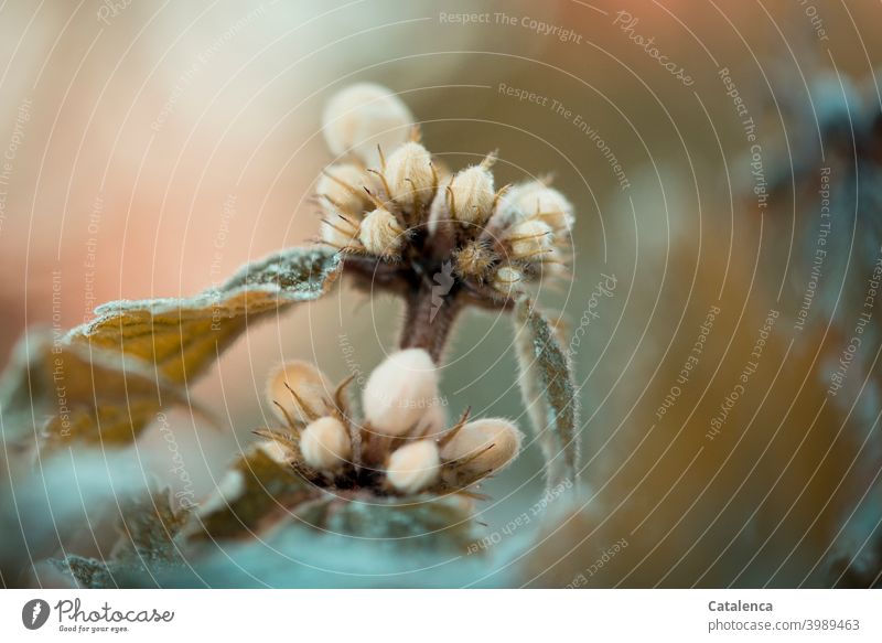 Eine weiße Taubnessel bei Frost Natur Flora Pflanze Lippenblütler Nessel Frühling Eis Kälte Blüte Blatt blühen Tag Tageslicht Orange Weiß Grün Garten frieren