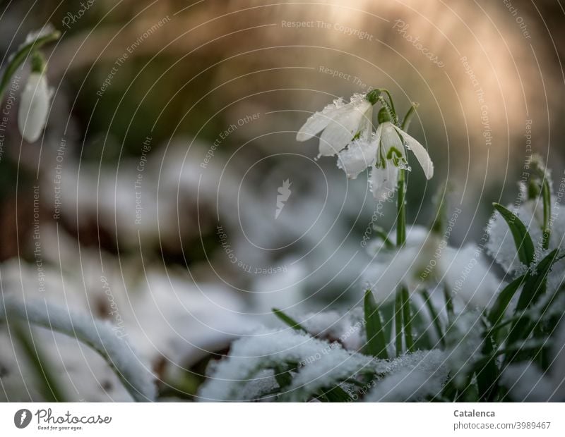 Schneeglöckchen im Schnee am Abend Garten Tageslicht Himmel Vorfreude Jahreszeit Frühling Blatt Blüte Blume Pflanze Flora Kälte Wintereinbruch Abendlicht Grün