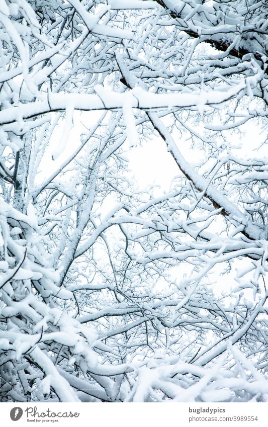 Schwer beladen Äste Äste und Zweige Bäume Schnee schneebedeckt schneebeladen Zweige u. Äste Baum Ast Winter Winterwald oben Blick nach oben weiß kalt Frost