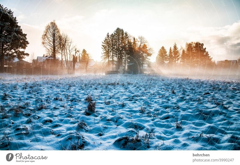 licht und schatten hoffnung sonnenstrahlen Sonne Sonnenlicht Schneefall weiß ruhig Umwelt Natur Wiese Feld Wald Winter Himmel Landschaft Frost Bäume