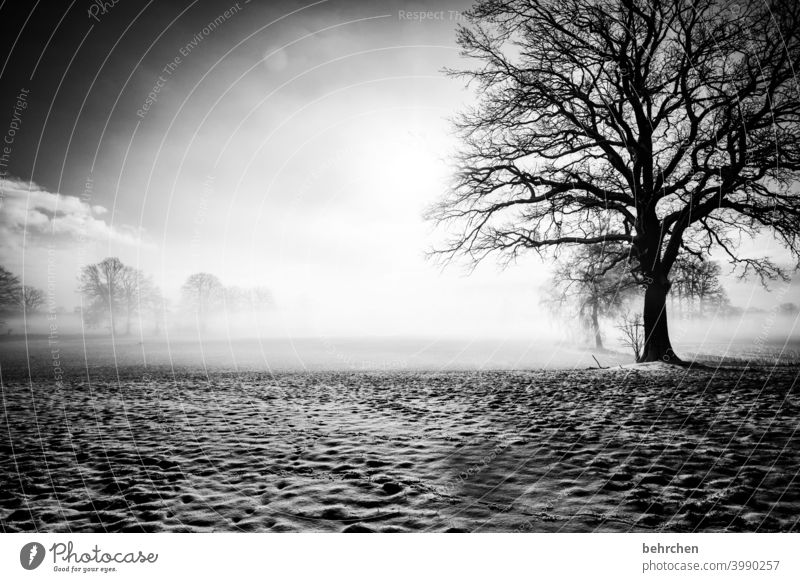 verwurzelt ruhig weiß Schneefall Jahreszeiten Raureif Kälte Bäume kalt Himmel Feld Landschaft Frost Wiese frieren Winterlandschaft Winterspaziergang