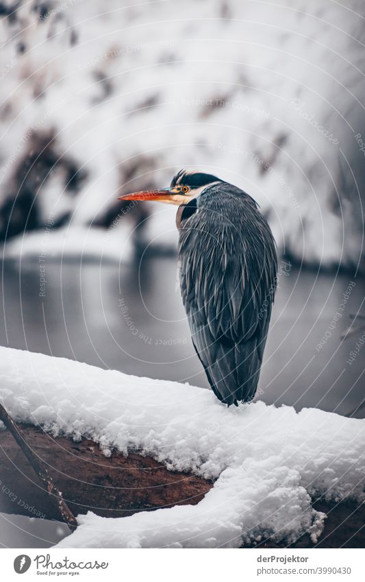 Winterlicher Karpfenteich mit Graureiher im Treptower Park I Naturphänomene Gefahr einbrechen Städtereise Sightseeing Naturwunder gefroren Frost Eis