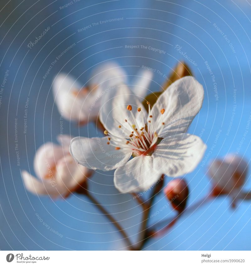 Frühlingsblüten - weiße Blüten an einem Zweig im Sonnenschein vor blauem Himmel Sonnenlicht Licht Schatten blühen Vorfreude Frühlingsgefühle Natur Pflanze