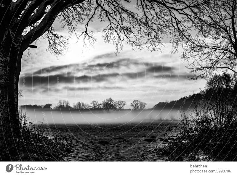 geheimnisvoll mystisch Klima traumhaft träumen Schwarzweißfoto Nebel Märchenwald schön verträumt idyllisch Schneedecke Schneelandschaft Heimat Winterstimmung