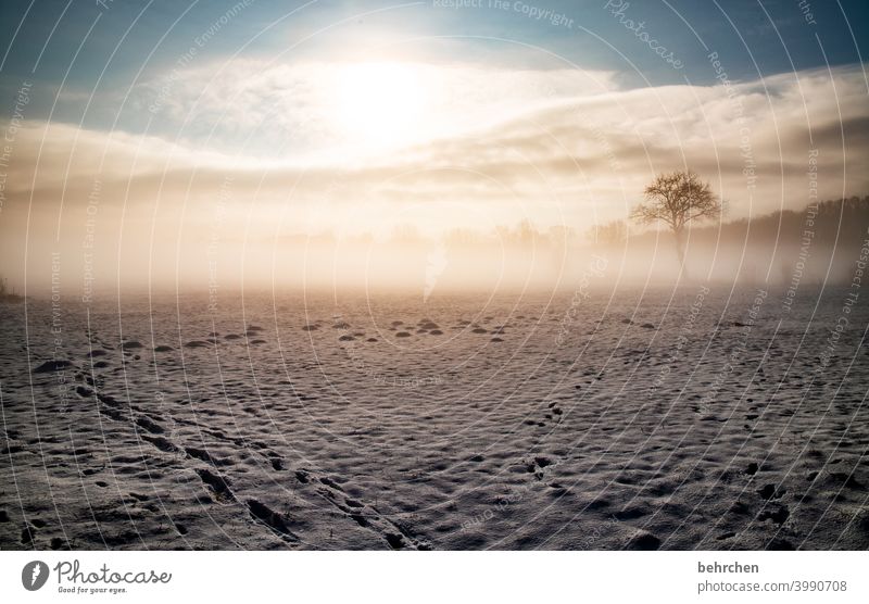 spurensuche Farbfoto schön verträumt idyllisch Schneedecke Winterstimmung Wintertag Winterspaziergang Schneelandschaft Heimat Märchenhaft geheimnisvoll Raureif