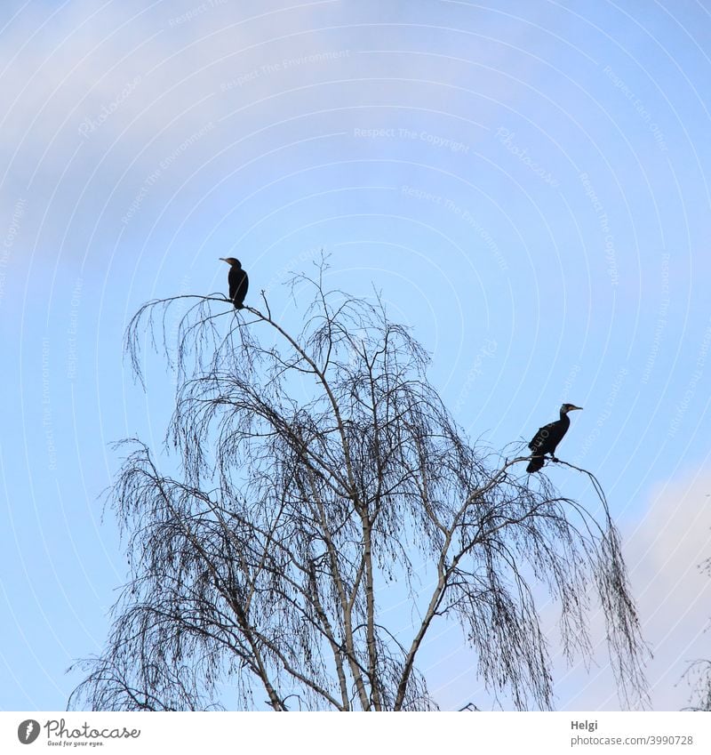 Ausschau - zwei Kormorane sitzen vor blauem Himmel auf den Zweigen einer kahlen Birke und halten Ausschau Vogel Baum Froschperspektive hoch oben Außenaufnahme