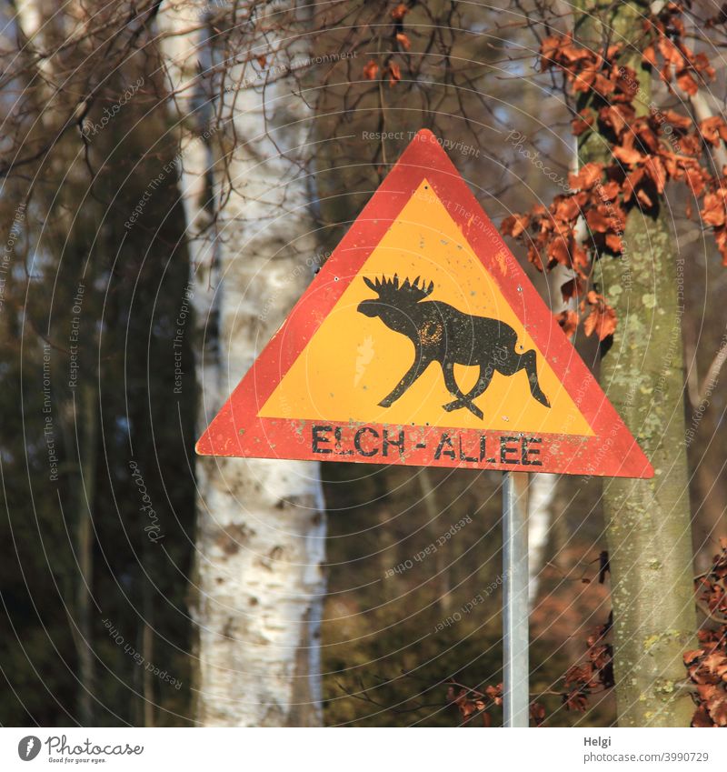 Elch-Allee - gelb-rotes Schild mit einer schwarzen Elch-Silhouette und der Aufschrift Elch-Allee vor Bäumen Elchallee Hinweisschild Baumstamm Licht Schatten