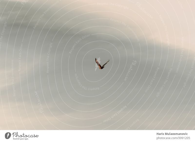 Vogel fliegt am Himmel, Freiheit Tier Hintergrund schön Vogelflug blau Cloud Wolken Flug Fliege frei Möwe Stimmung natürlich Natur im Freien MEER Silhouette