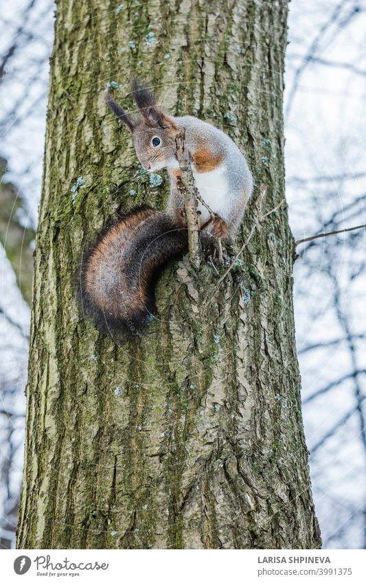 Neugieriges Eichhörnchen sitzt auf Baum und schaut nach unten. Winter Farbe des Tieres. neugierig fluffig niedlich Natur Wald braun Leitwerke Tierwelt rot Fell