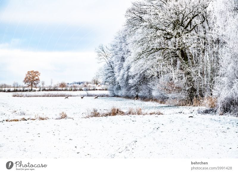 bambis winterwonderland Schneefall weiß ruhig Himmel Winter Wald Feld Wiese Umwelt Natur Landschaft Frost Bäume Winterlandschaft kalt Kälte frieren gefroren