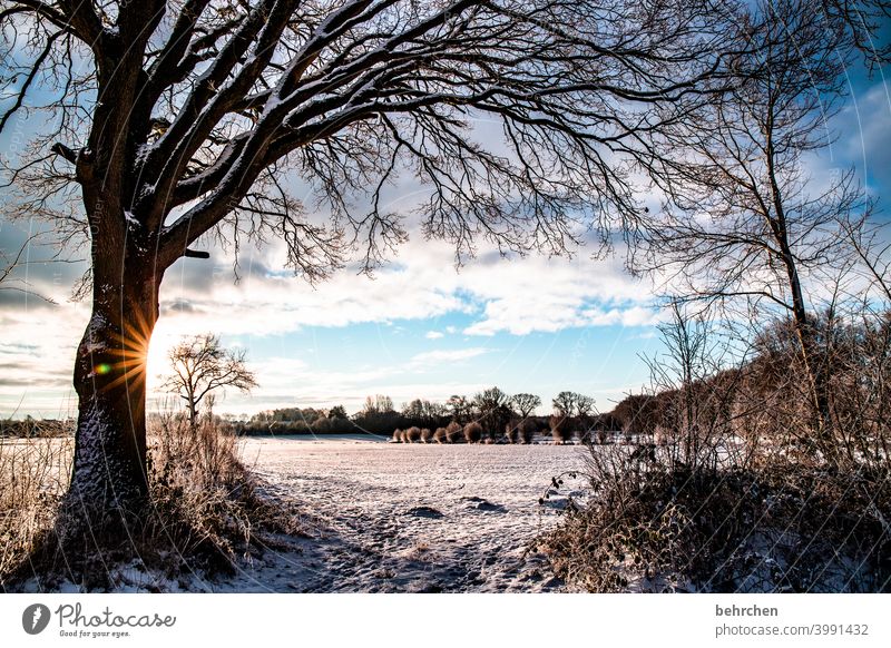 lieblingsstückchen heimat Farbfoto schön verträumt idyllisch Schneedecke Schneelandschaft Winterspaziergang Wintertag Winterstimmung Heimat Märchenhaft Acker