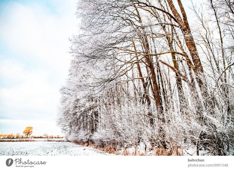 bestäubt Winterwald Sonnenlicht Schneefall weiß ruhig Umwelt Natur Wiese Feld Wald Himmel Landschaft Frost Bäume Winterlandschaft kalt Kälte frieren