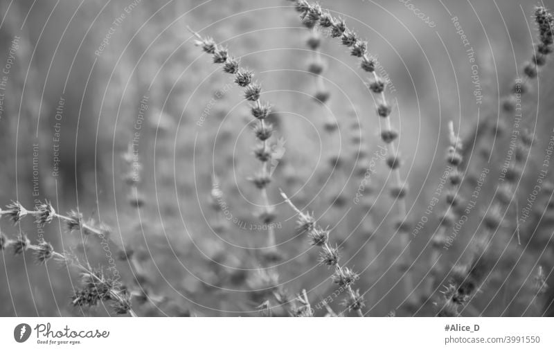 Naturdetails in Wintergrau abstrakt Hintergrund schön schwarz Bokeh Bokeh Hintergrund botanisch Ast braun Nahaufnahme kalt trocknen trockener Zweig Umwelt Flora