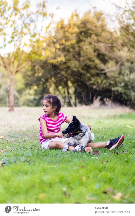 Junges Mädchen mit einem Border Collie auf einem Feld Aktivität Tier Hintergrund schön blond Borte Kaukasier kaukasisches Mädchen Kind Kindheit Kinder niedlich