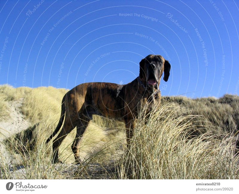 Hundeurlaub Dogge Strand Meer Ferien & Urlaub & Reisen gestromt Dänemark Sand Stranddüne