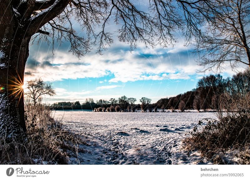 SONN(enwinter)TAG Sonnenstrahlen Sonnenlicht Schneefall weiß ruhig Umwelt Wiese Feld Wald Winter Himmel Natur frieren Jahreszeiten Märchenhaft Schneelandschaft