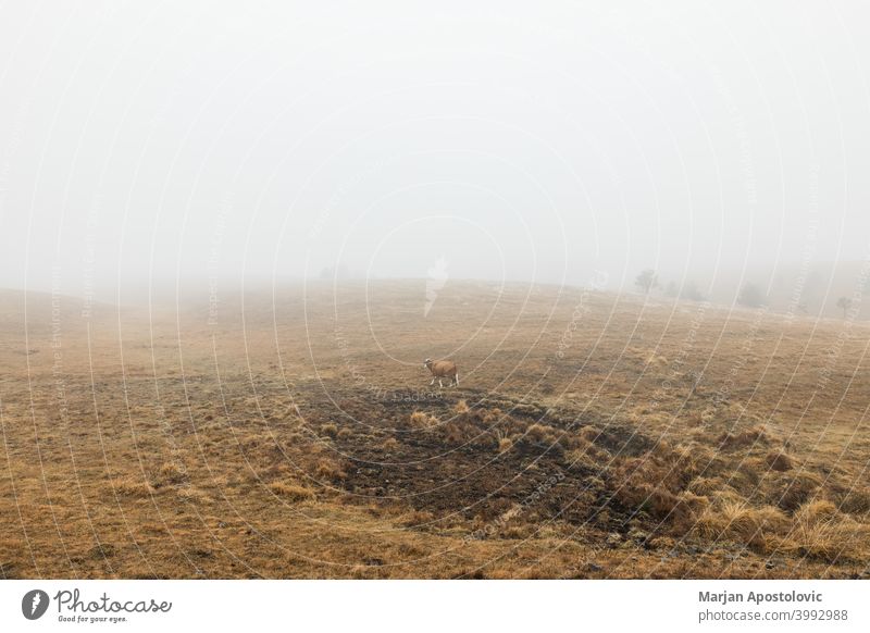 Kuh auf der Wiese an einem nebligen Wintermorgen Tier Herbst braun Wade Rind kalt Land Landschaft Molkerei Morgendämmerung Europa Bauernhof Ackerland Feld Nebel