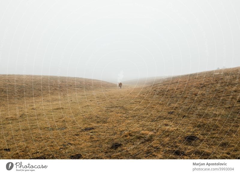 Kuh auf der Wiese an einem nebligen Wintermorgen Tier Herbst braun Wade Rind kalt Land Landschaft Molkerei Morgendämmerung Europa Bauernhof Ackerland Feld Nebel