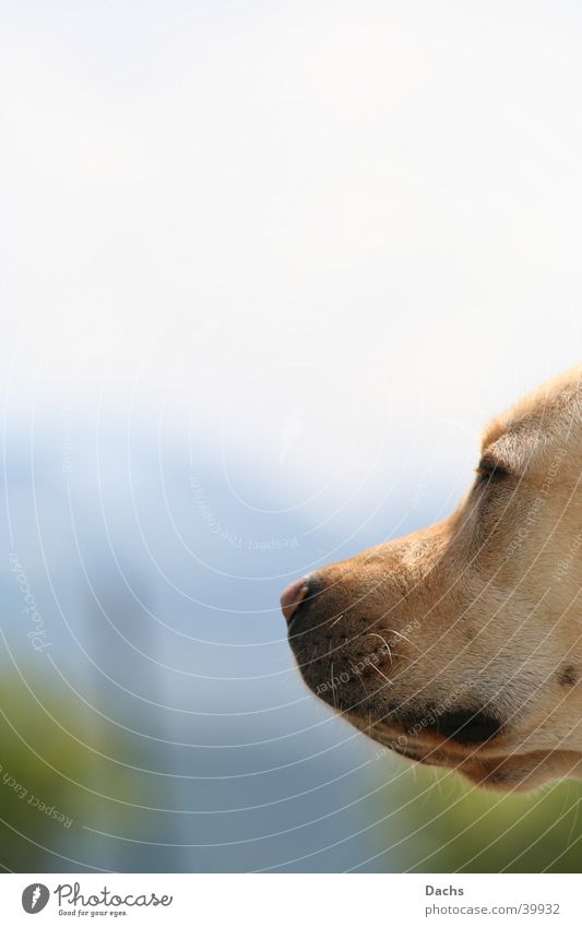 hmm Frühling Hund Labrador Sonnenbad Erholung