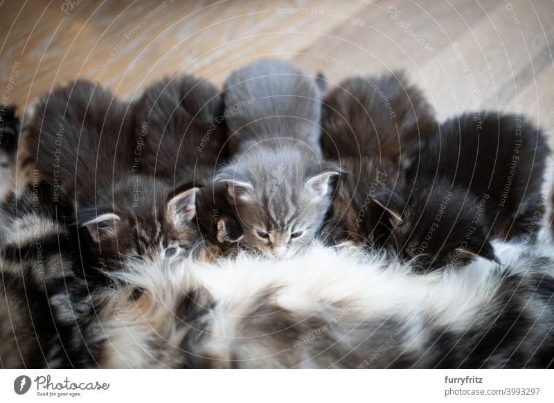 Kätzchen trinken Milch von der Mutterbrust Katze Stillen Pflege Tierverhalten melken Tiergruppe Katzengruppe auf der Seite liegend nebeneinander winzig niedlich