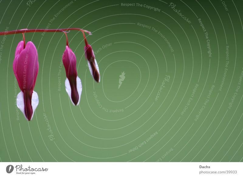 Tränendes Herz Frühling grün Pflanze Blüte Nahaufnahme