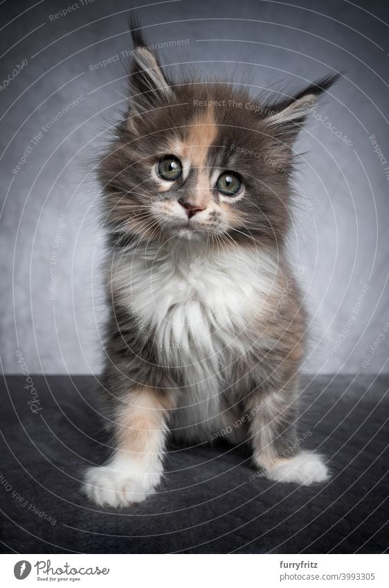 niedlich calico maine coon Kätzchen Studio Porträt auf grauem Hintergrund Katze schön winzig bezaubernd Studioaufnahme fluffig Fell katzenhaft maine coon katze