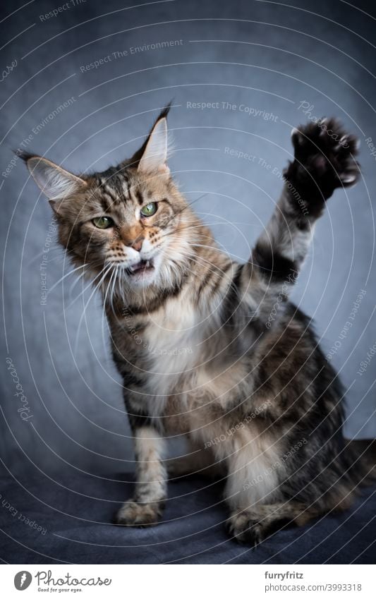 spielende Waschbärkatze, die die Pfote hebt Katze schön Studioaufnahme fluffig Fell katzenhaft maine coon katze grau Ein Tier im Innenbereich Tabby Ohrbüschel