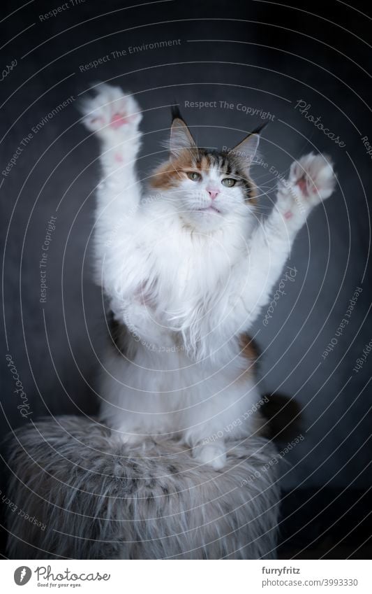 weiße Maine Coon Katze spielen Pfötchen heben schön winzig niedlich bezaubernd Studioaufnahme fluffig Fell katzenhaft maine coon katze grau Kattun Pfoten heben