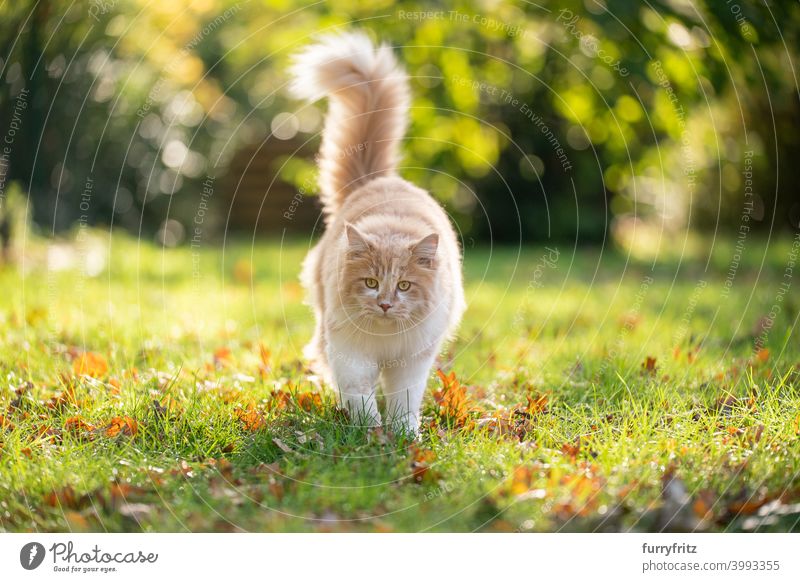 flauschige Katze spazieren im sonnigen Garten im Herbst maine coon katze beige Hirschkalb Creme-Tabby laufen in die Kamera schauen im Freien