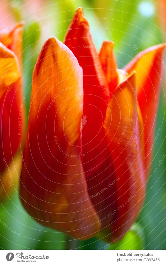 Tulpe orange Blume Blüte Frühling Pflanze Farbfoto Innenaufnahme Blumenstrauß Natur leuchten Blühend Tag