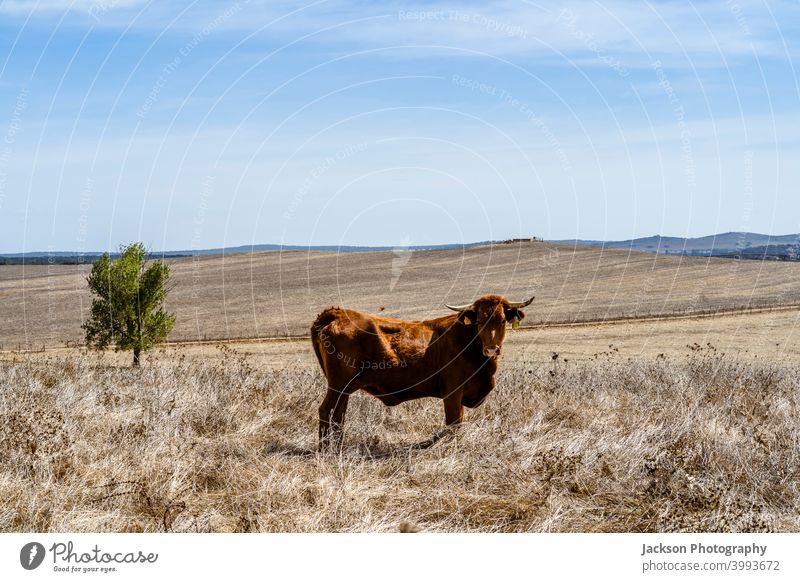 Rote Kühe beim Grasen auf trockenen Wiesen im Alentejo, Portugal Kuh Cork Landschaft Tier Bäume rot Himmel Eiche portalegre Freilauf Alt-Alentejo Ansicht