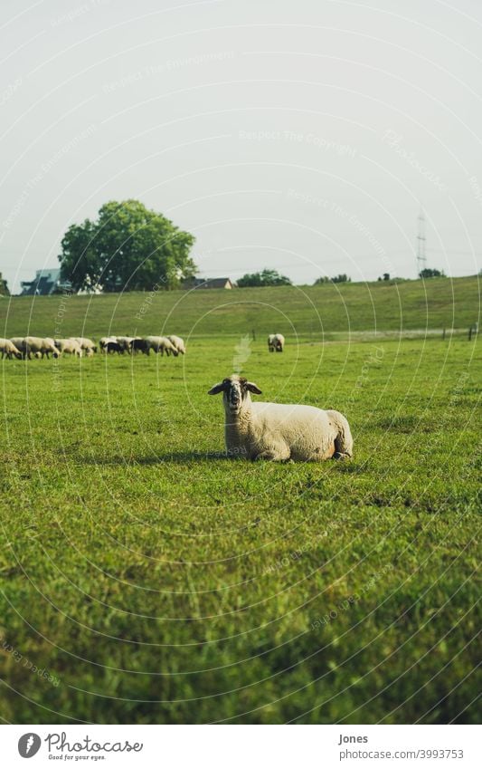 Schaf im Grünen Herde gras himmel feld süß unscharf wiese weide lama sommer frühling norden aufmerksam tier landschaft draußen