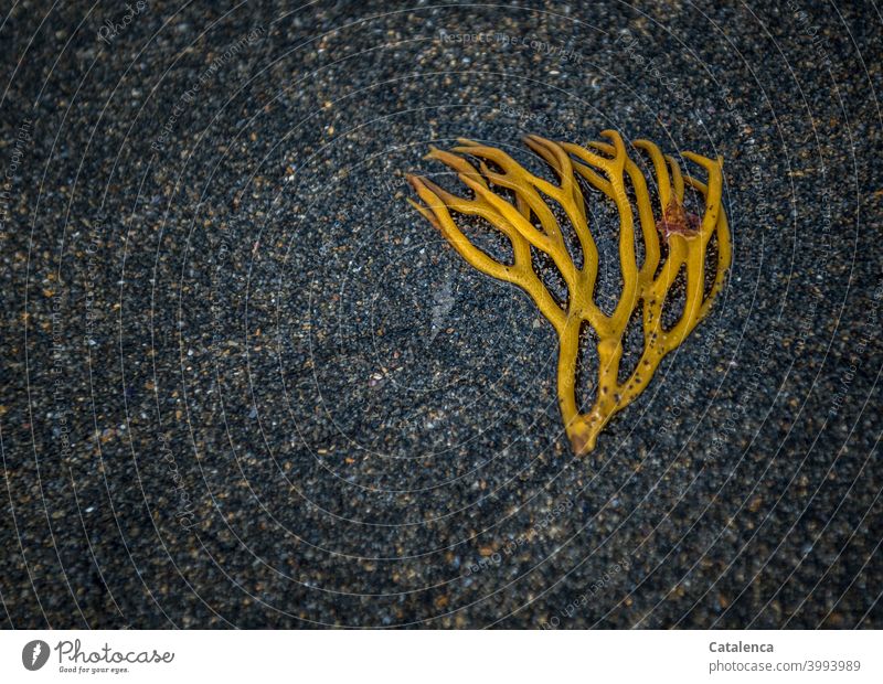 Eine angespülte, gelbe Meeresalge liegt auf den dunkeln Sand Natur Alge Seetang Strand nass liegen Flora Pflanze Wasser Tag Tageslicht Herbst Gelb Schwarz