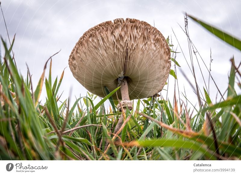 Ein Riesenschirmling auf der Wiese aus der Froschperspektive Natur Pflanze Gras Grashalme Pilz Lamellen wachsen gedeihen Himmel Wolken Tag Tageslicht Sommer