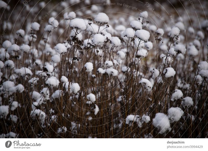 Schneeflocken liegten auf den abgeblühten Stengeln. - Ist keine Baumwolle ! - kalt Winter weiß Schneefall winterlich Menschenleer Natur Wetter Außenaufnahme