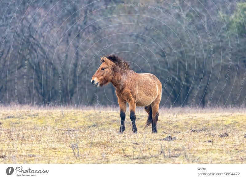 Ein Wildpferd der seltenen Pferderasse Przewalski-Pferd Equus ferus przewalskii Przewalskipferde Tier braun kuschelig weich frei Freiheit Fell Herdentier