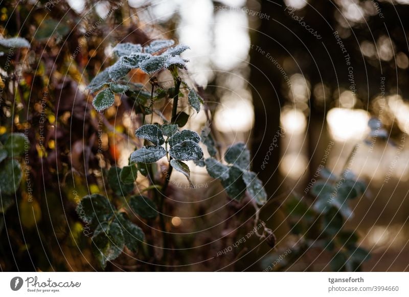 Rosenblätter Winter Raureif gefroren Blatt Schnee Eis Frost kalt Natur Nahaufnahme Eiskristall Pflanze Farbfoto Menschenleer Kristallstrukturen frieren