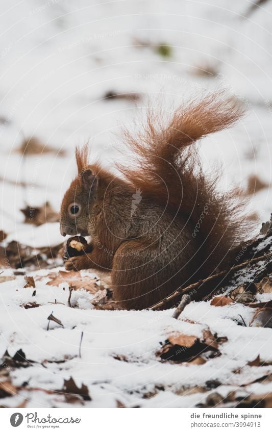 Winter Eichhörnchen Eichhorn Nager Nagetier squirrel Schnee Fressen nüsse samen säugetier Wildtier Natur Tier Farbfoto braun Außenaufnahme Tierporträt Nagetiere