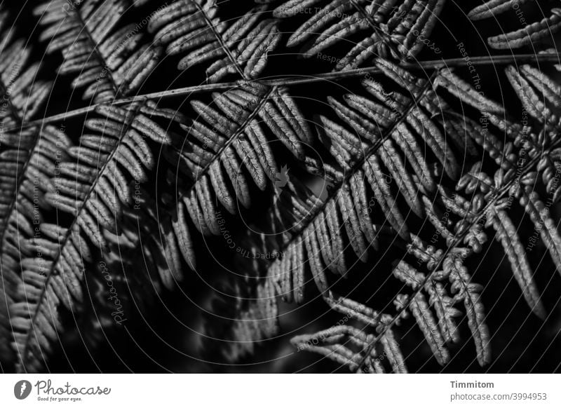 Farnwedel Natur Pflanze Menschenleer Schwarzweißfoto schwarz dunkel glänzen